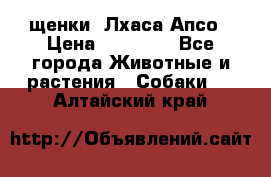 щенки  Лхаса Апсо › Цена ­ 20 000 - Все города Животные и растения » Собаки   . Алтайский край